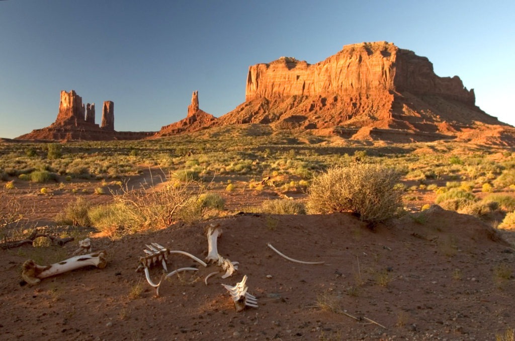 Désert en Arizona